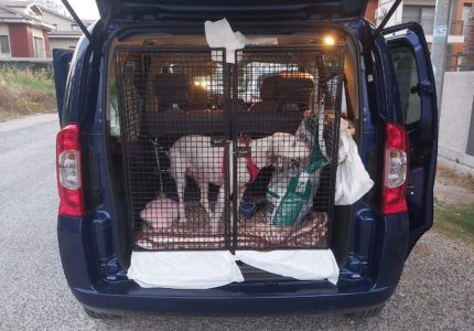 Evcil Hayvan Tama Hizmeti